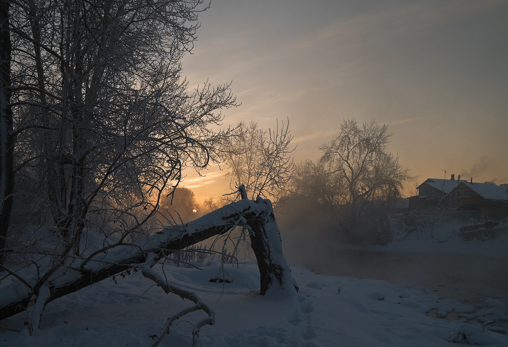 У сломанного дерева 