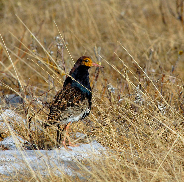 Петушок Турухтан, Philomachus pugnax, Ruff, Tobseda, Barents Sea, Arctic