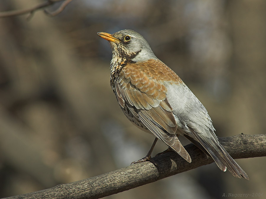 Попробуй, подойди! фото охота птица дрозд рябинник Turdus pilaris самец охрана территории