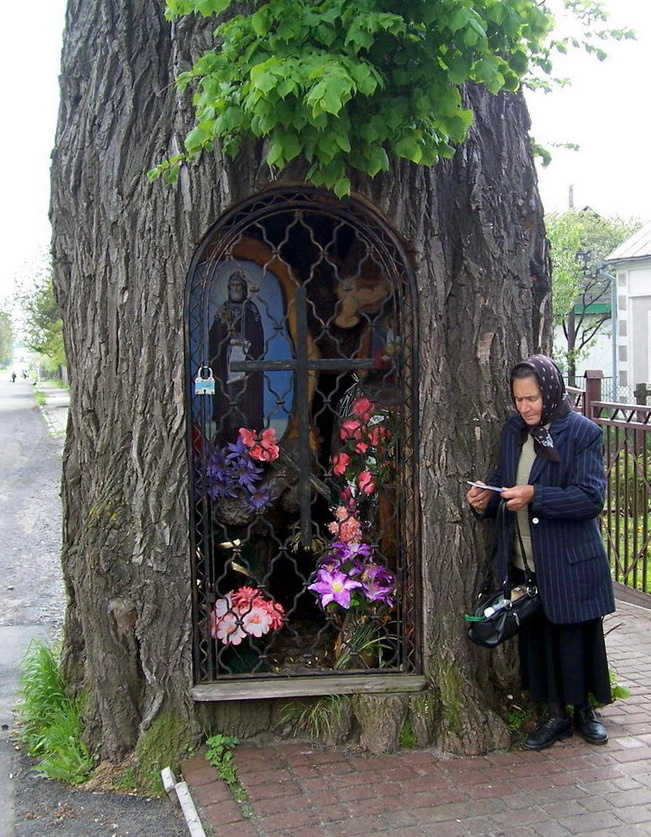 Почаевская Лавра. Липа Св.Пр.Иова Почаевская лавра липа Св.Пр.Иова