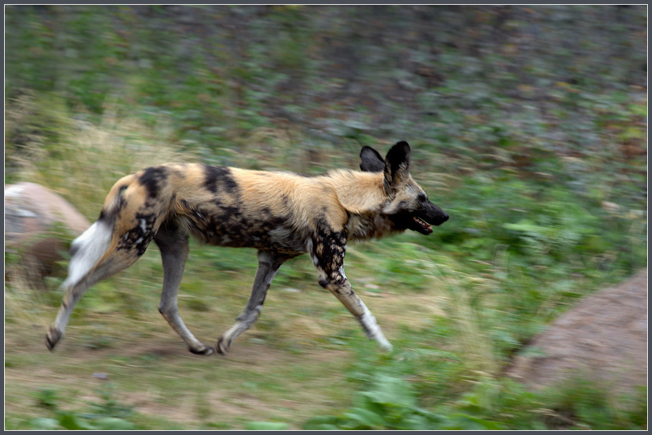 Летящей походкой... гиеновая собака Lycaon pictus
