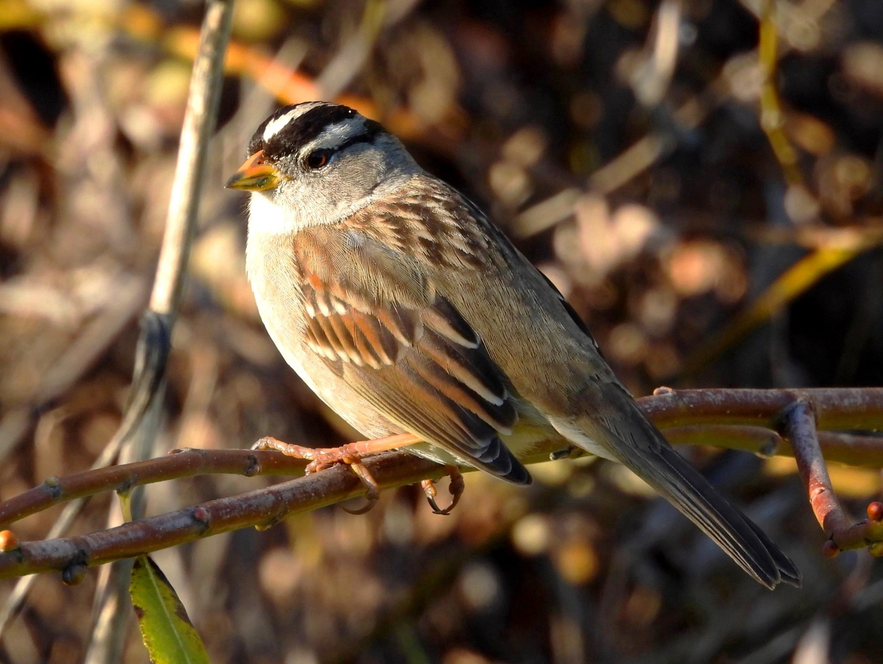White-crowned Sparrow White-crowned Sparrow