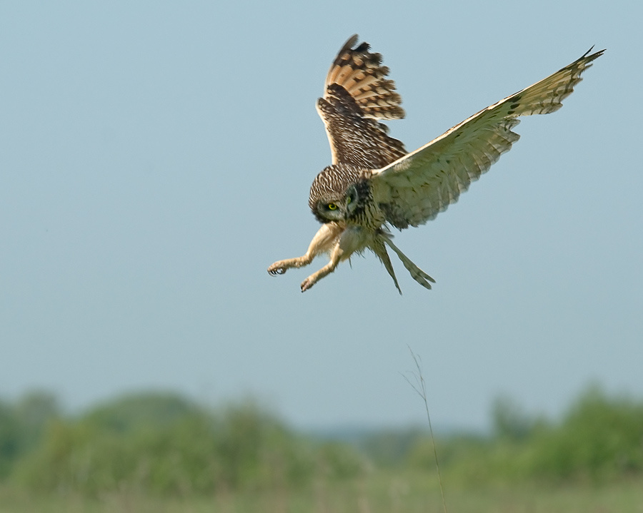Над гнездом Болотная сова, Short-eared Owl, Asio flammeus, полет