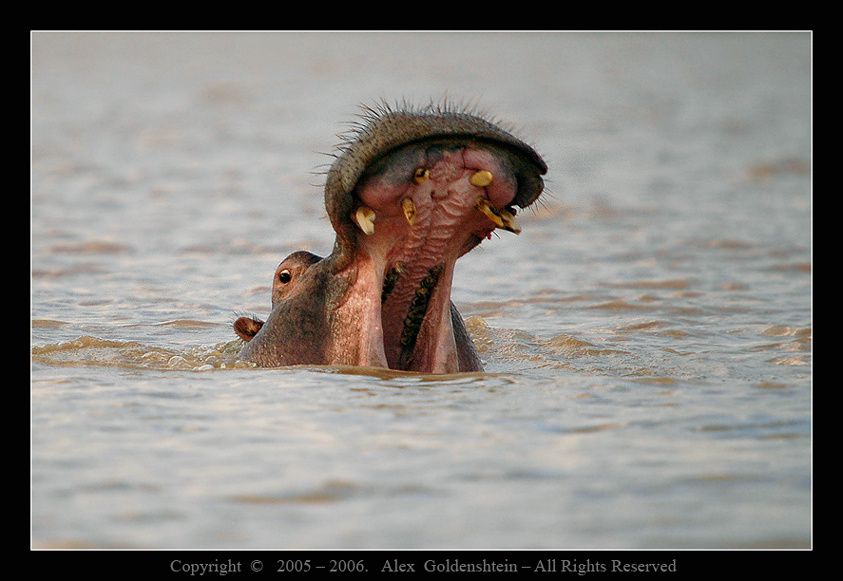 Зевака :) Бегемот, гиппопотам (Hippopotamus-amphibius) Африка, Кения, озеро-Бaринго, Август-2006, Фото-Сафари с, Вадимом-Онищенко
