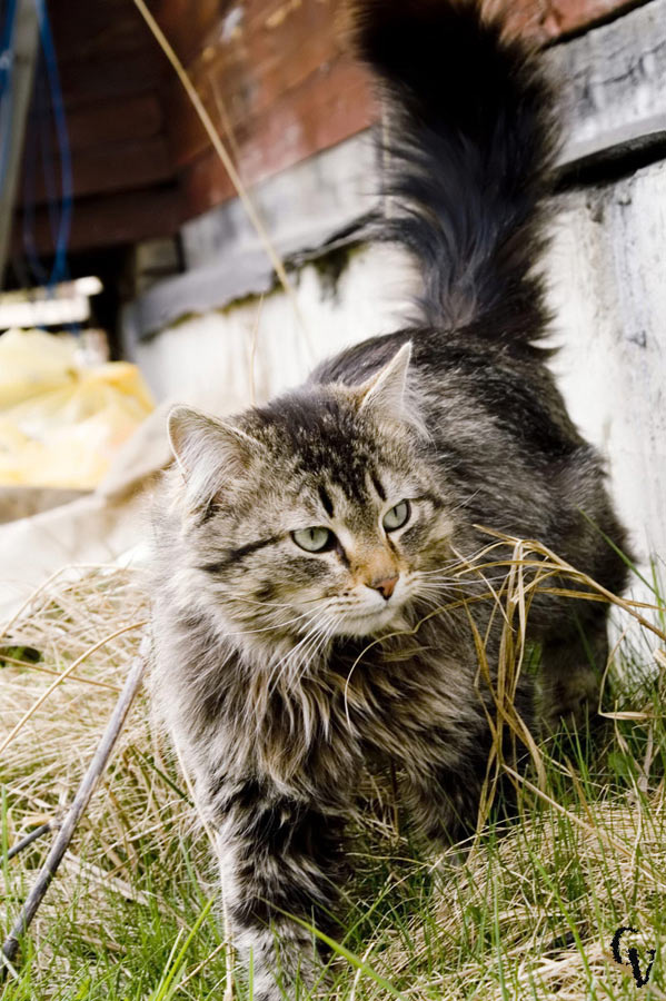 Дачница :) Дача кошка, дачная кошка, кошка дачная :)