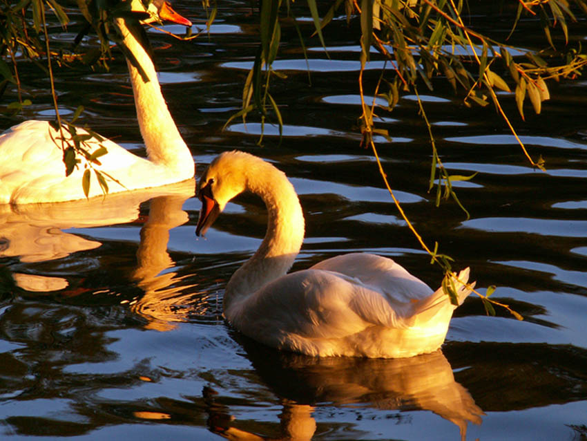 Golden birds лебеди озеро парк Днепропетровск