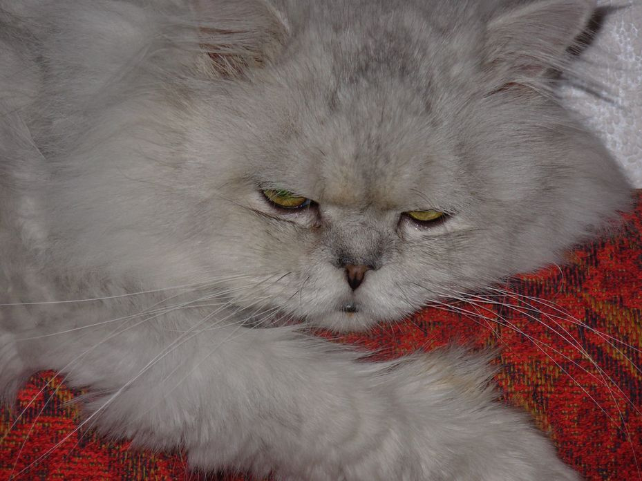 Диванный кот кот