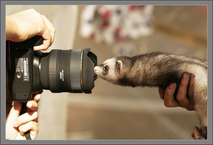 Некая симметрия хорек и фотограф