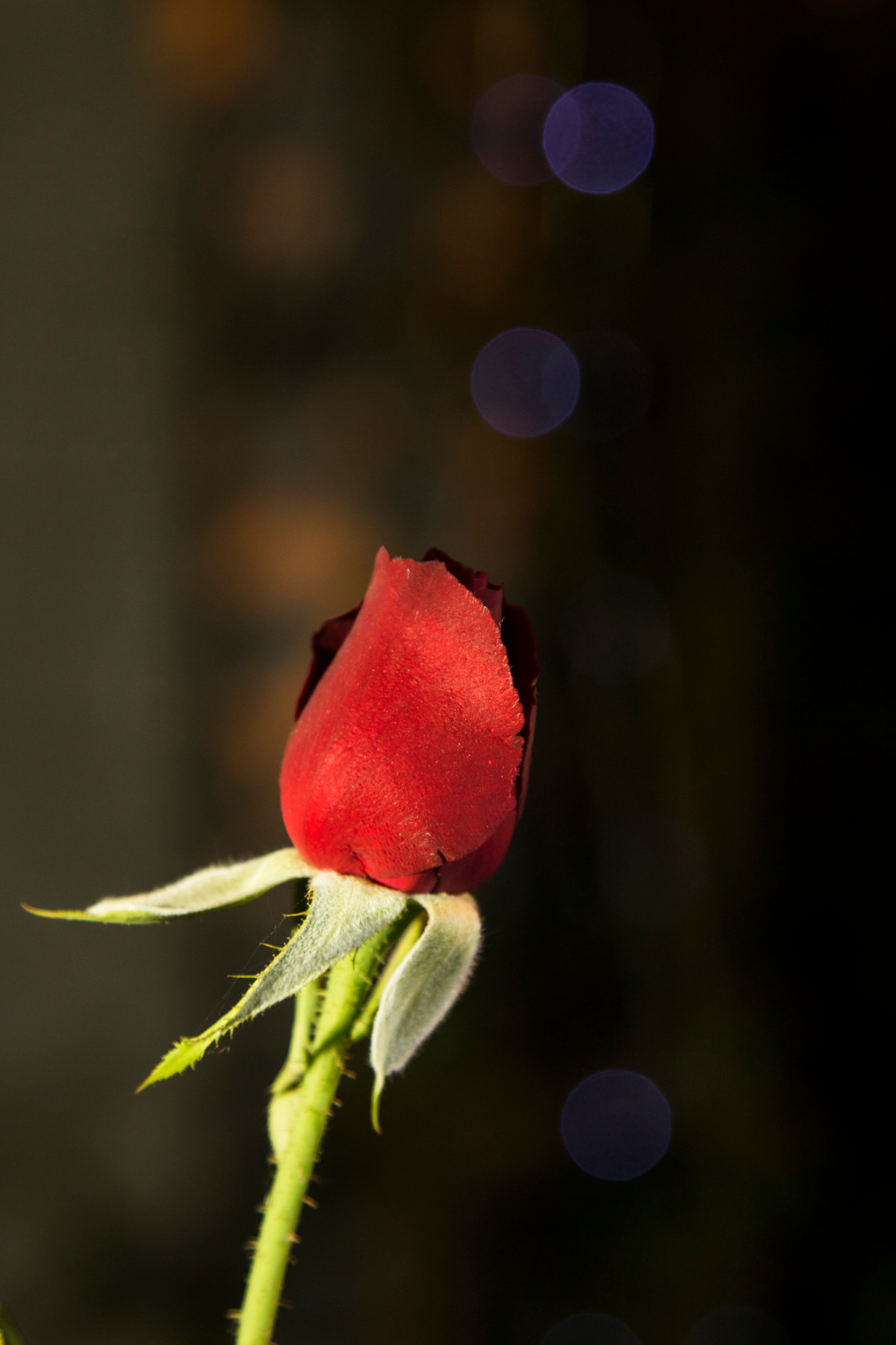 Rose in the dark Nature Rose Dark