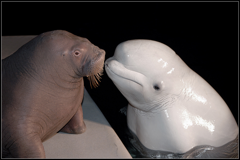 Я тебя поцелую. Потом. Если захочешь... морж Odobenus rosmarus белуха Delphinapterus, leucas