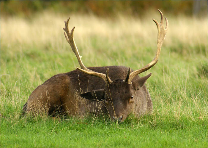 watching the territory watching sentry duty stag deer horn