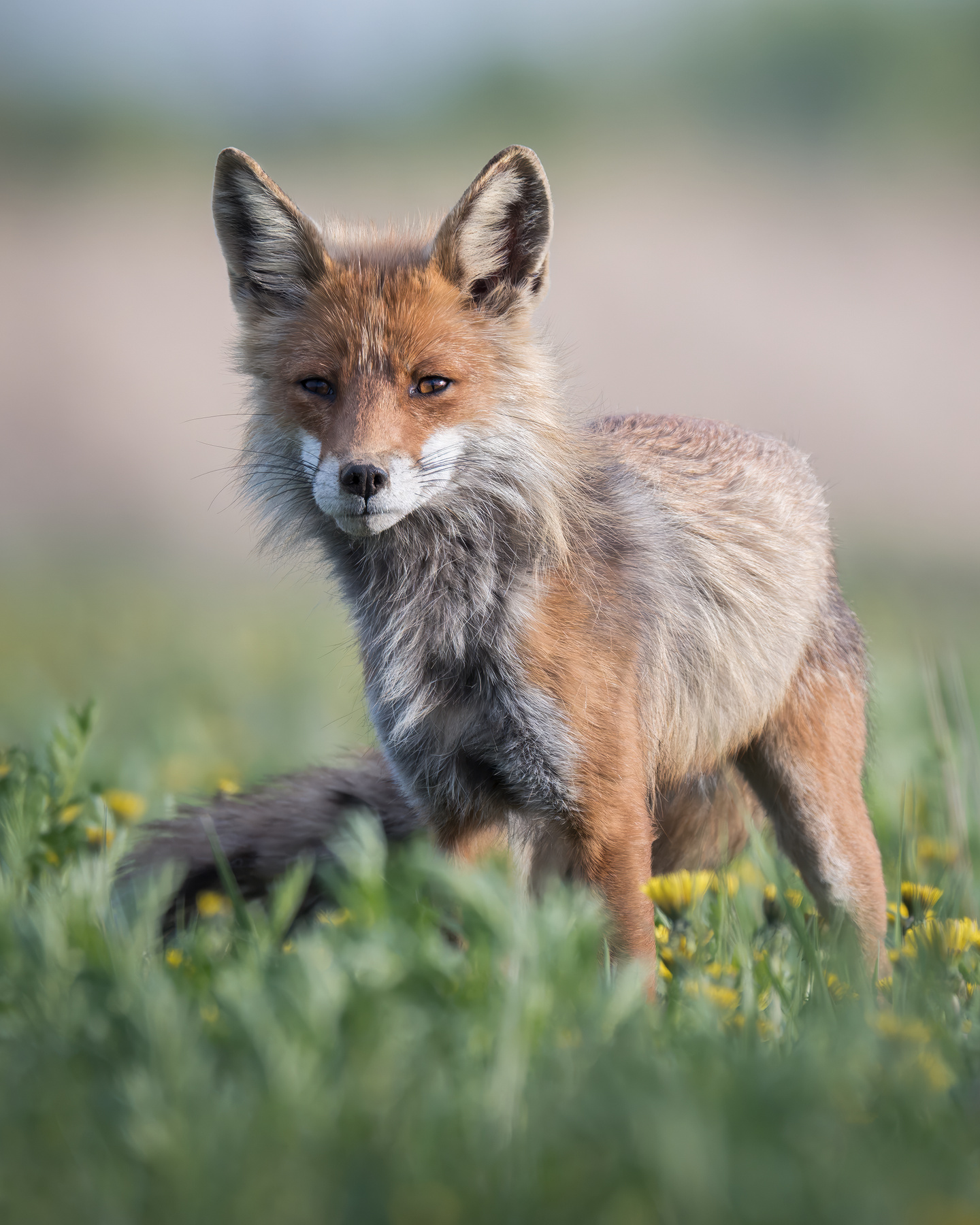 Обыкновенная лисица (Vulpes vulpes) 