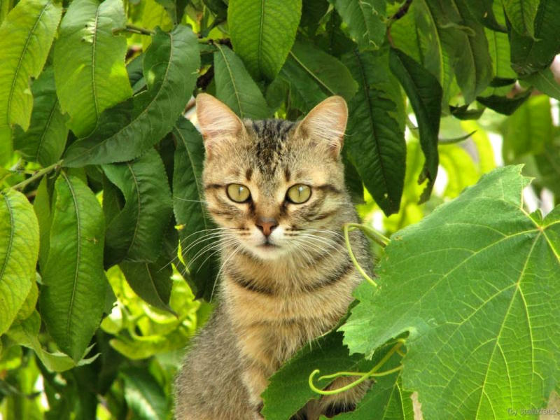 Виноградная кошка кошка сама по себе лето виноград тепло