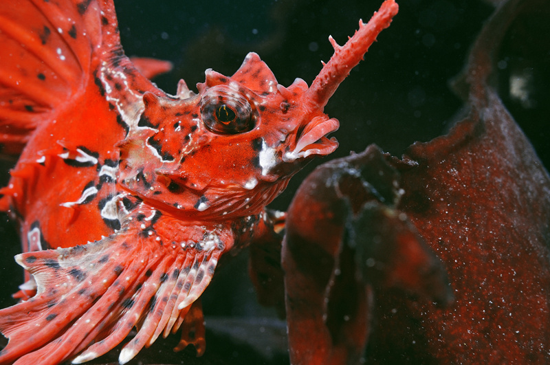 Agonomalus 