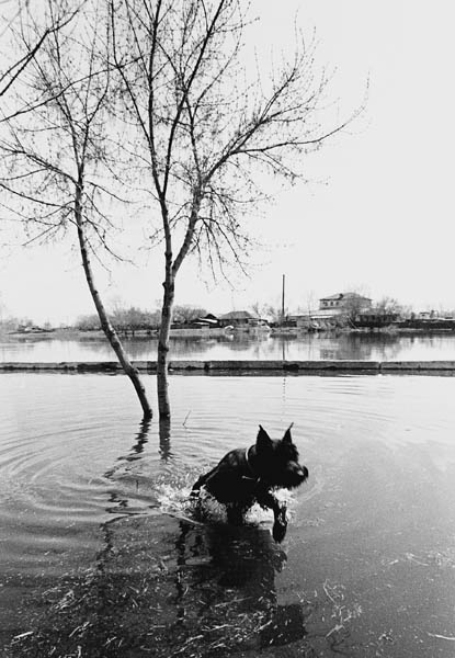 НА ПРОГУЛКЕ дерево вода река небо девушка