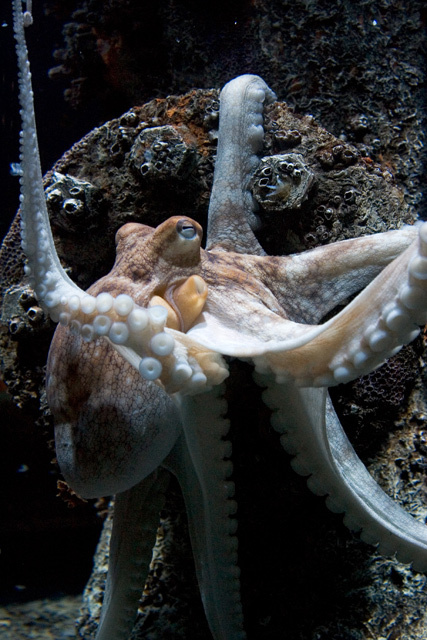 Octopus octopus
