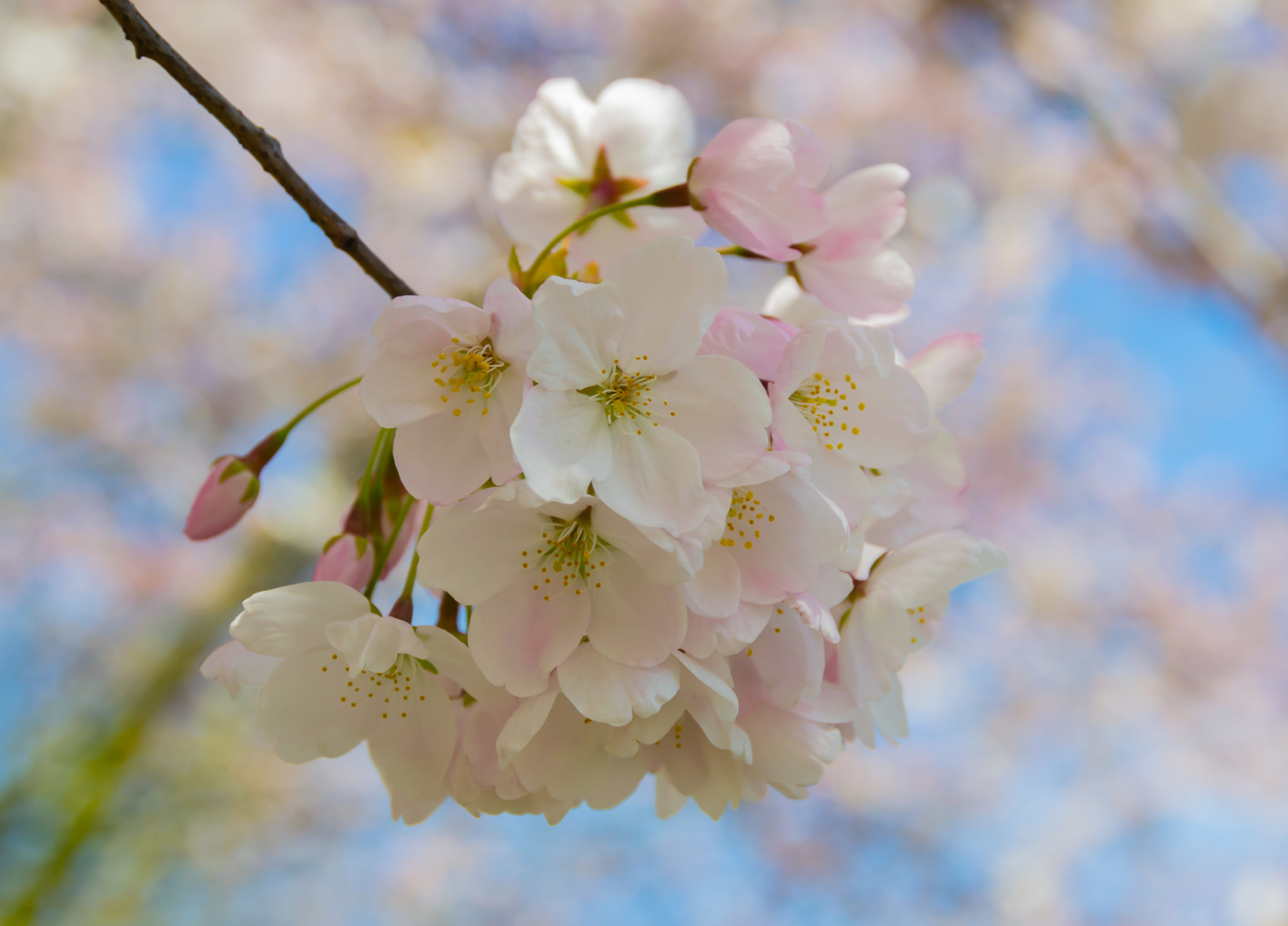 Cherry bloom вишня весна цветы цветок цветение розовый природа 