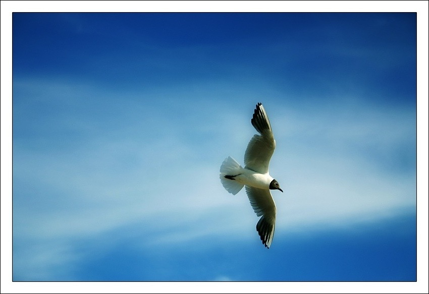 seagulf seagulf bird