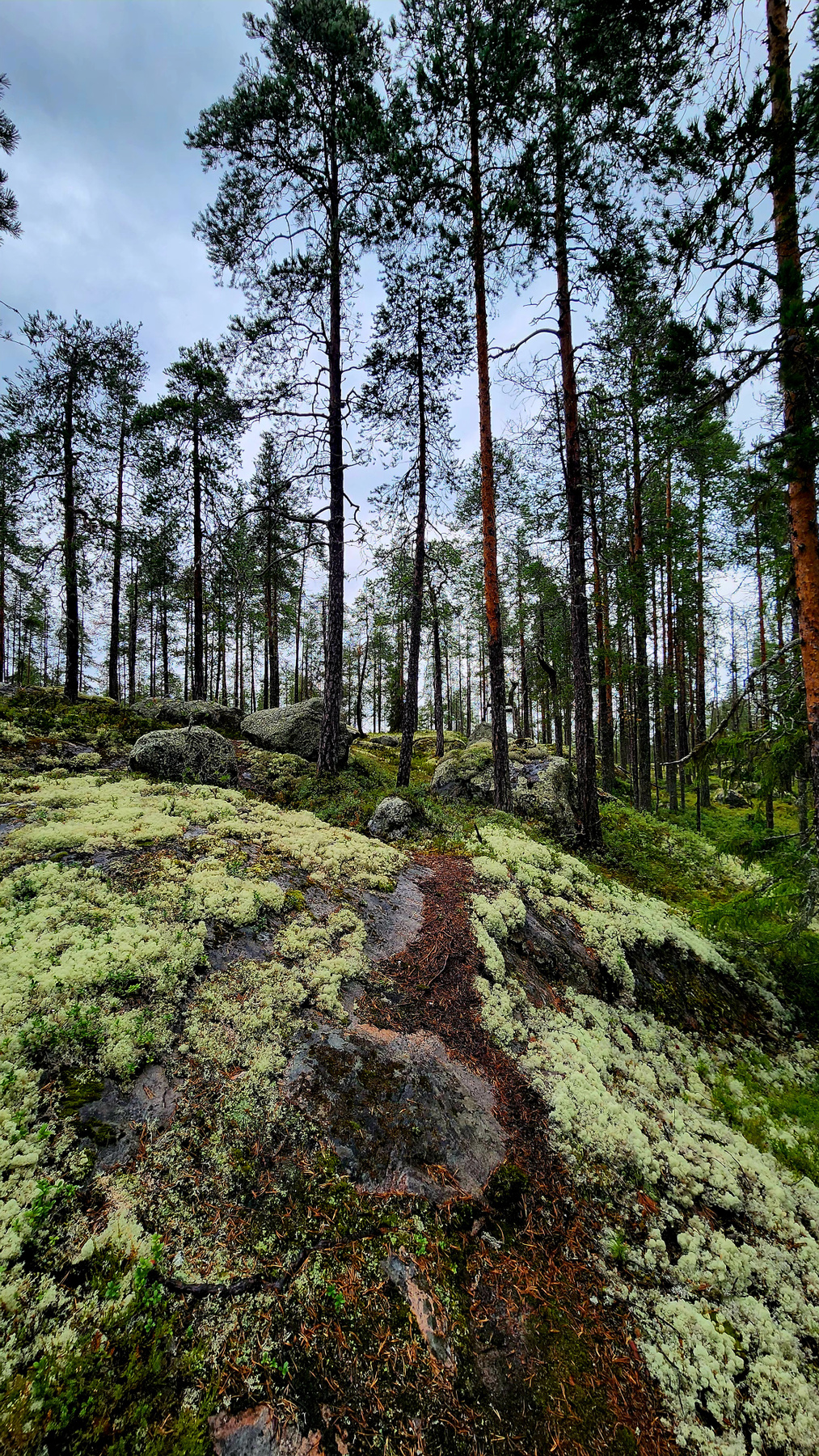 В карельских лесах 