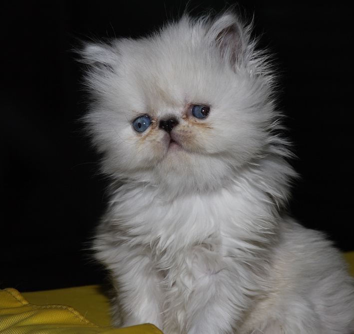 Гадкий котенок котенок