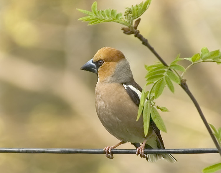 \"Дубонос на проводе!\" дубонос Hawfinch  Coccothraustes