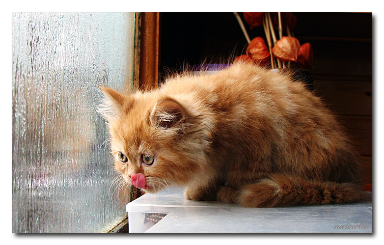 охотник котёнок, любопытство