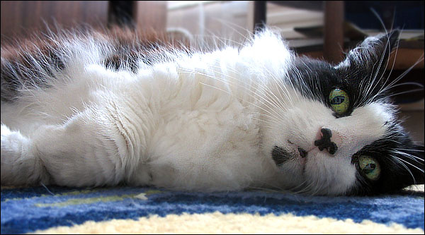 Такая жизнь.. кот мечтает