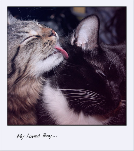 My loved Boy... cat\'s
