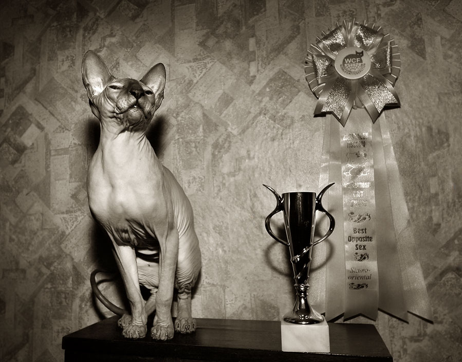 Чемпион. Сфинкс