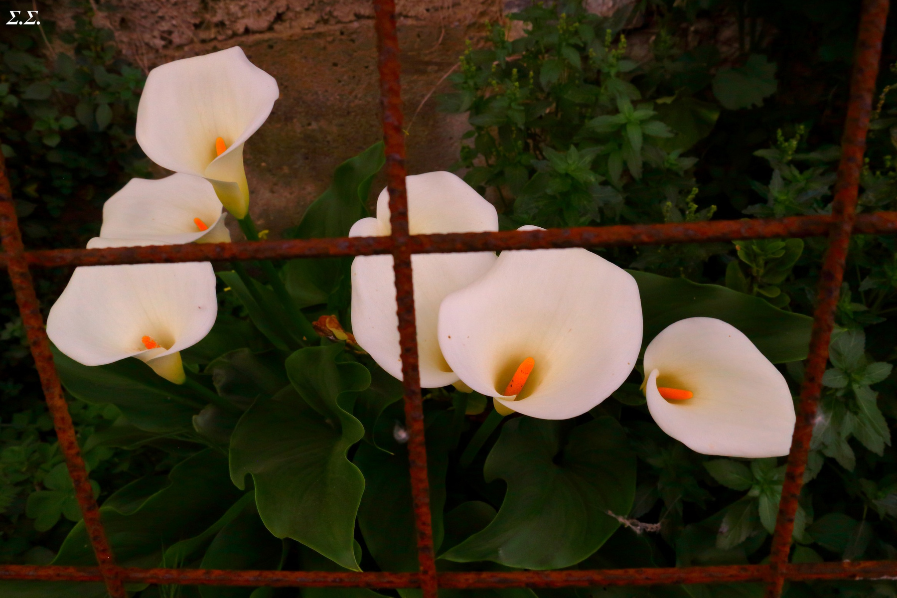 IMPRISONED LILIES 