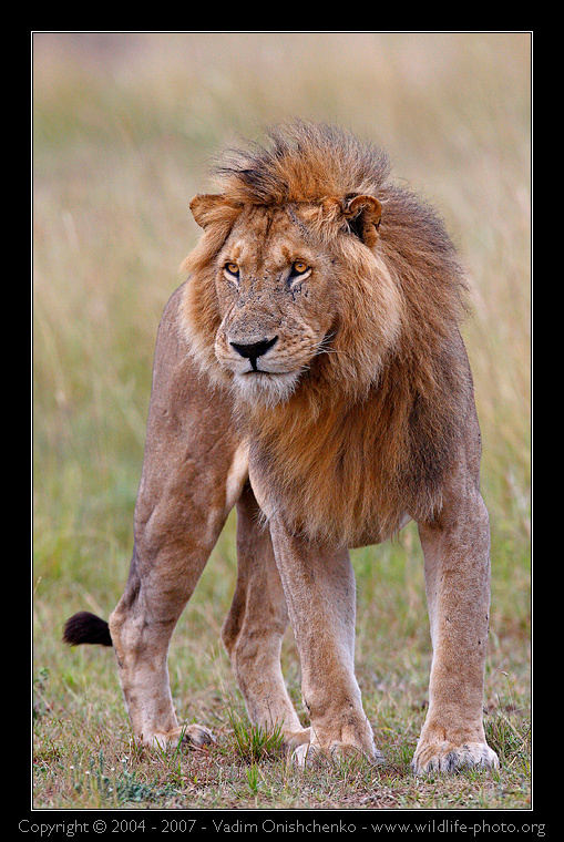 Simba фотосафари Кения 2007 масай мара