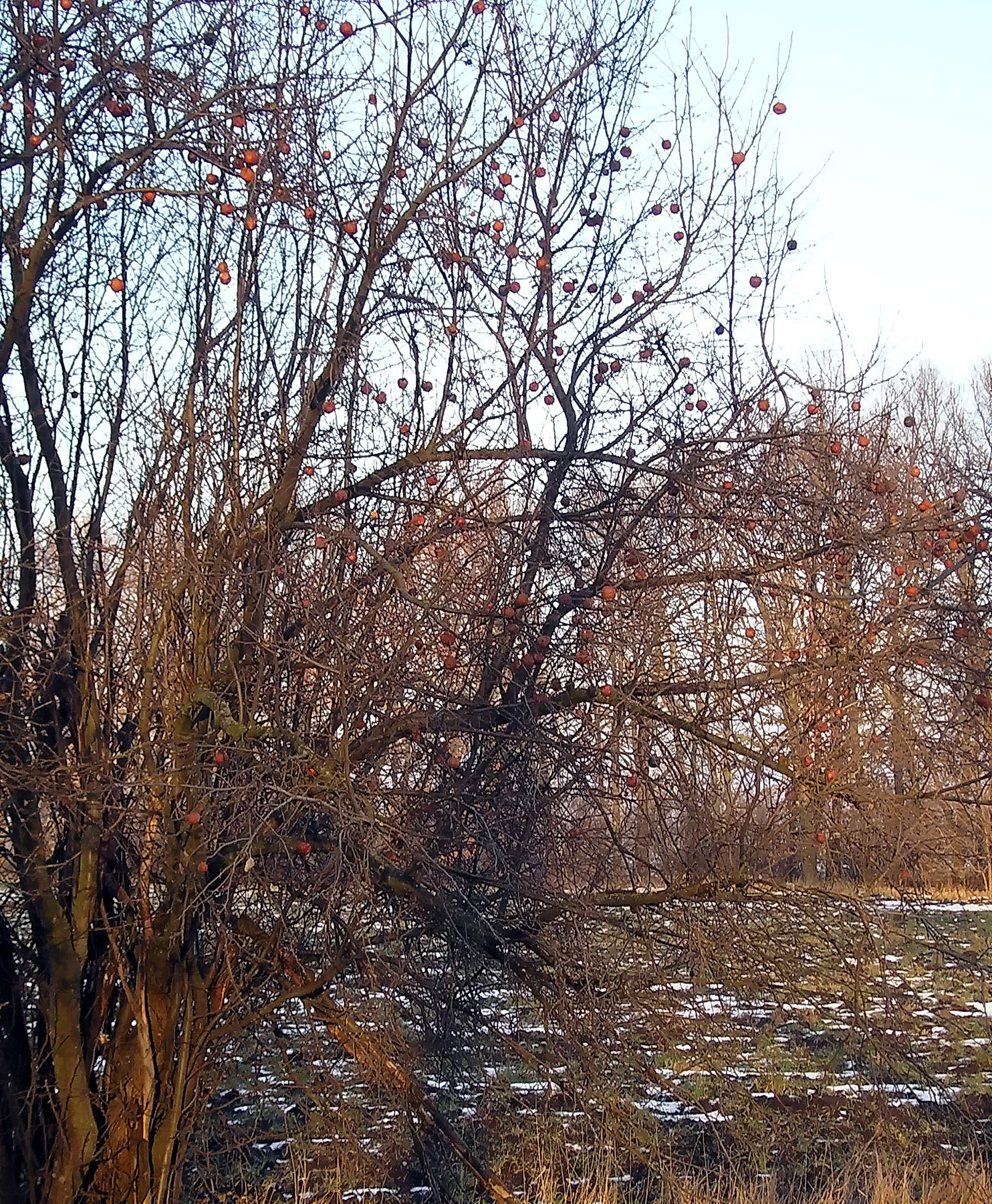 Яблоки Зима мороз яблоки