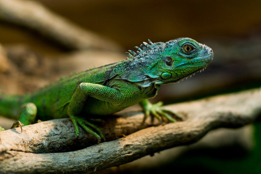 iguana iguana рептилия ящерица