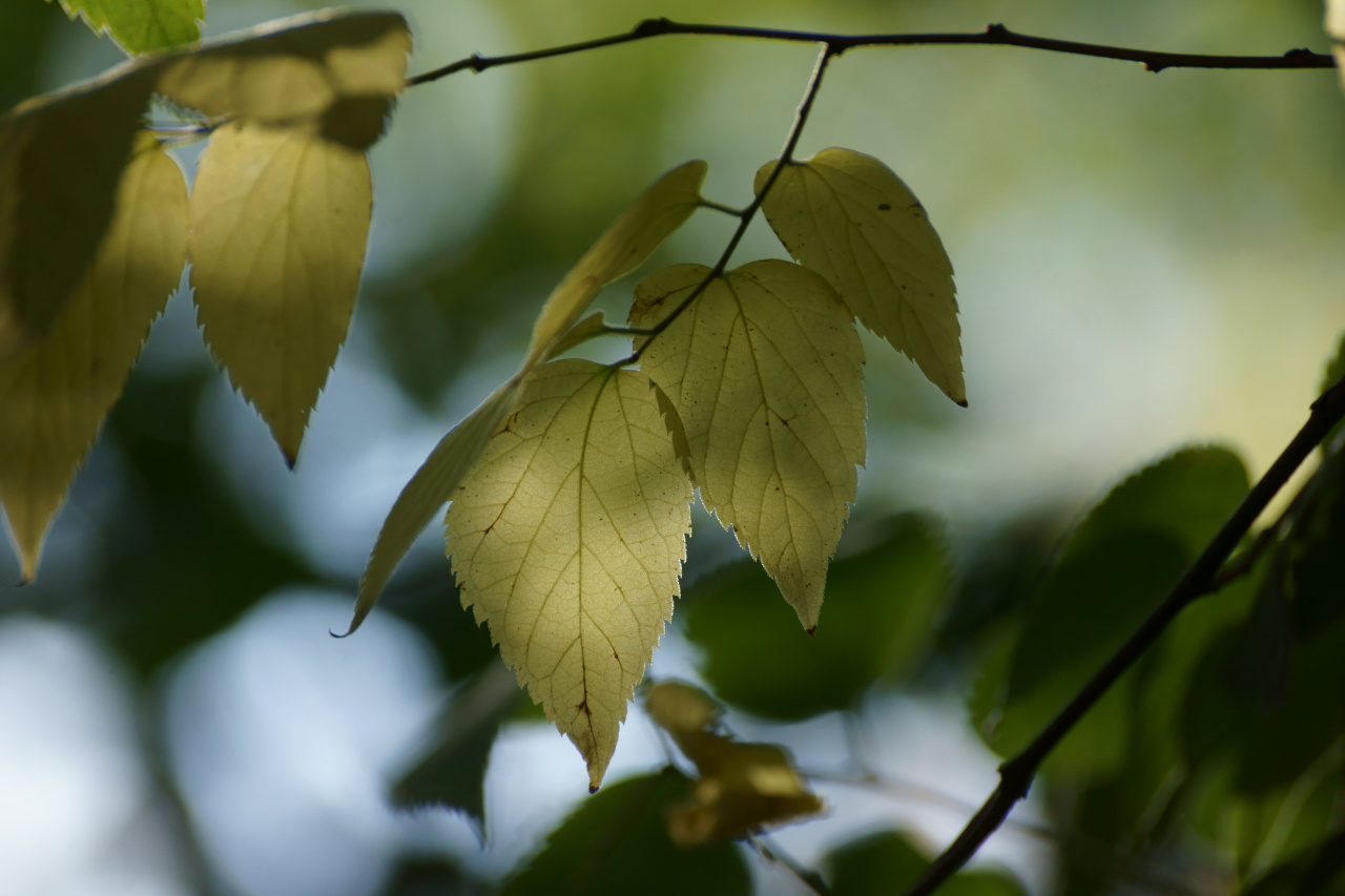 Зелёные листья осенью 