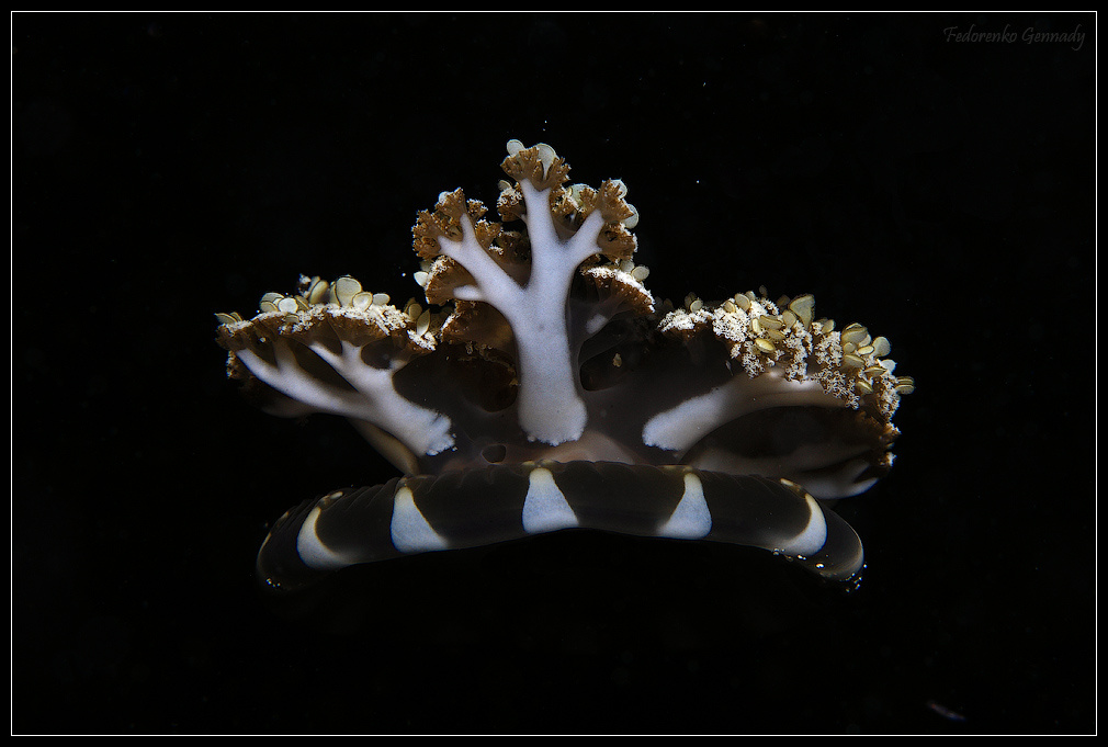Cassiopea andromeda Cassiopea andromeda