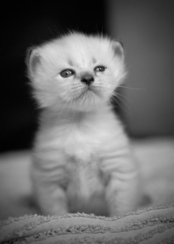 котёнок Котёнок, Невская маскарадная, маленький, пушистый