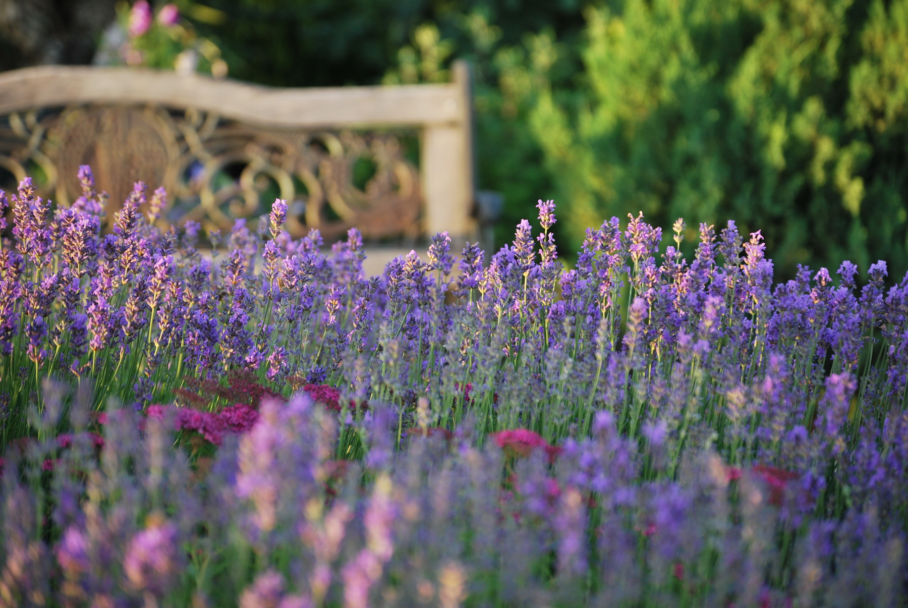 lavanda 
