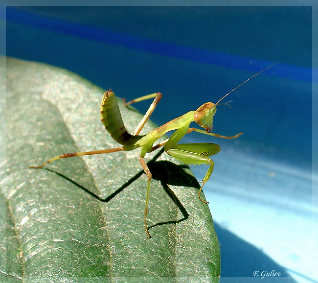 Praying mantis 01 