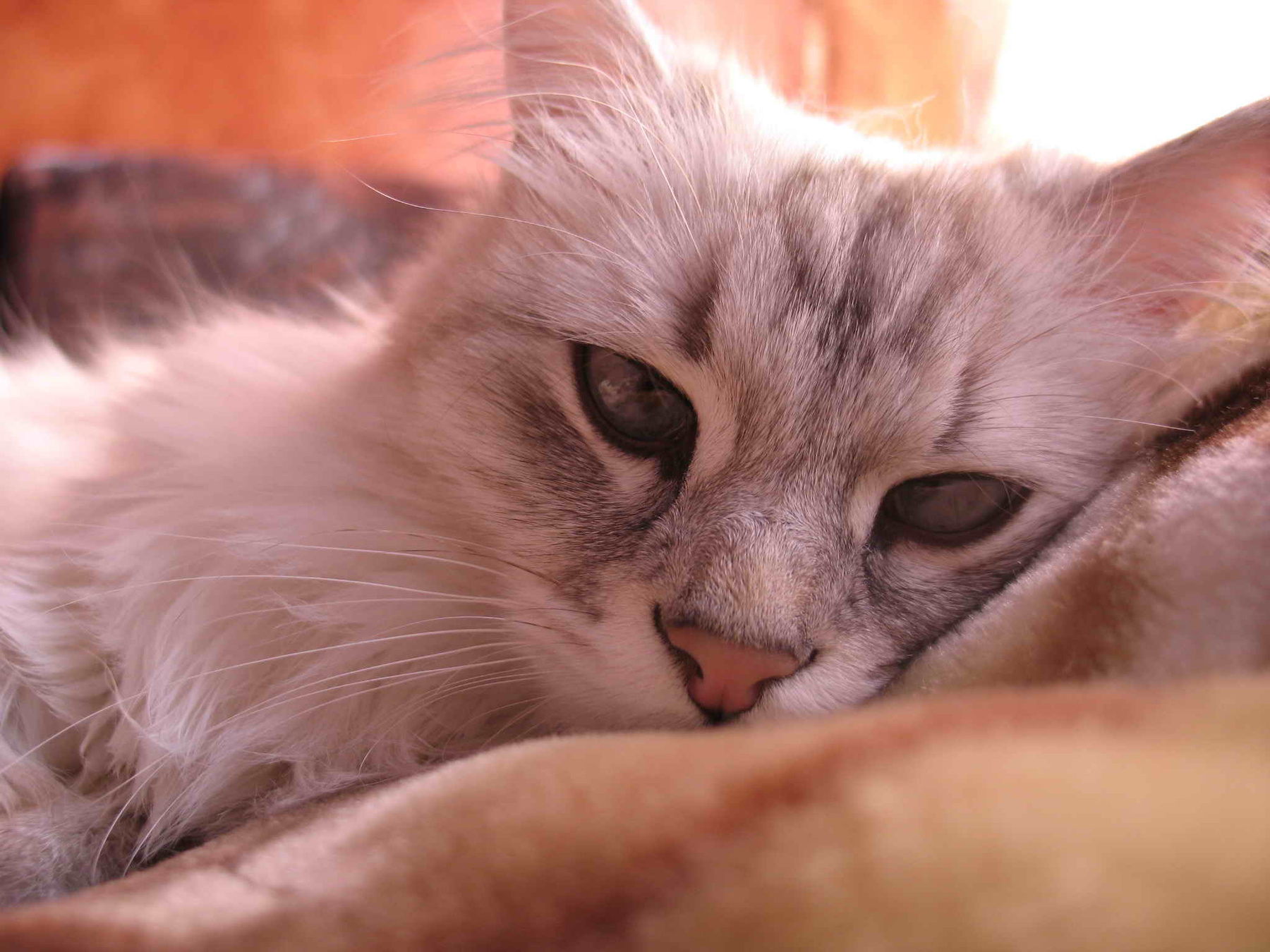 николь 
