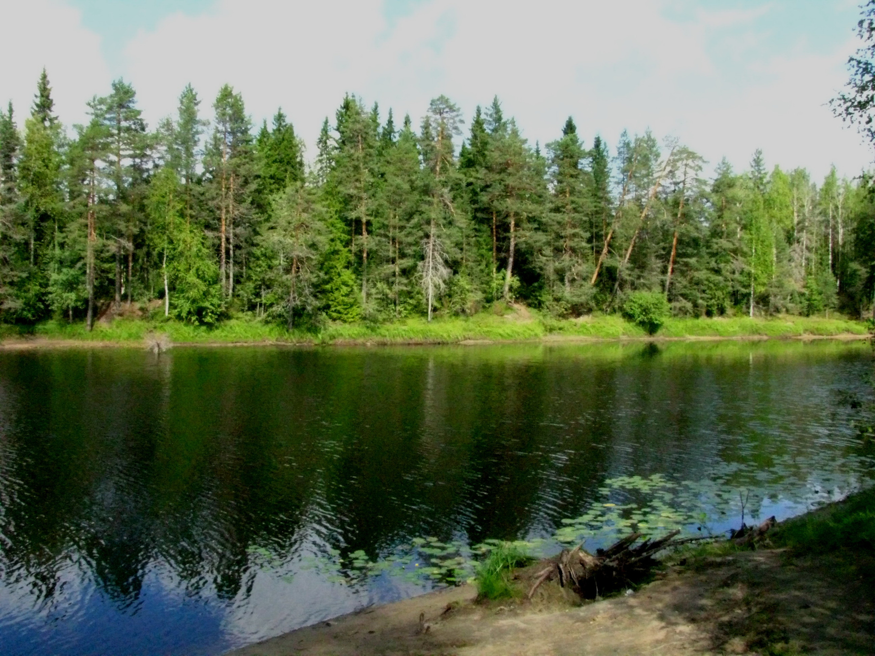 Река Шуя с  жёлтыми кубышками 