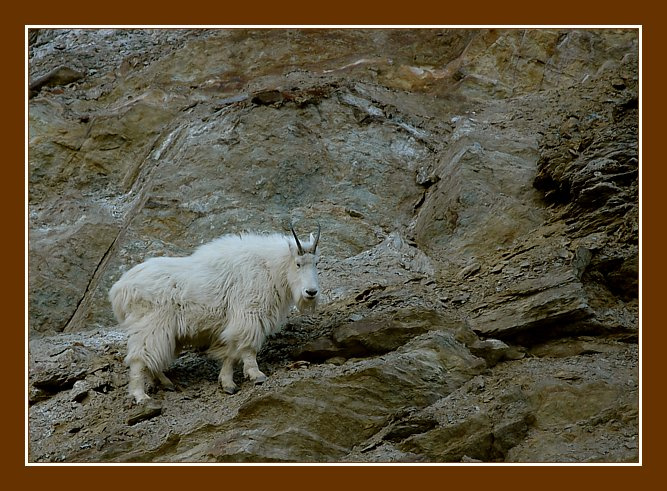 Lord of The Hills (Mountain Goat) Mountain Goat горный козел