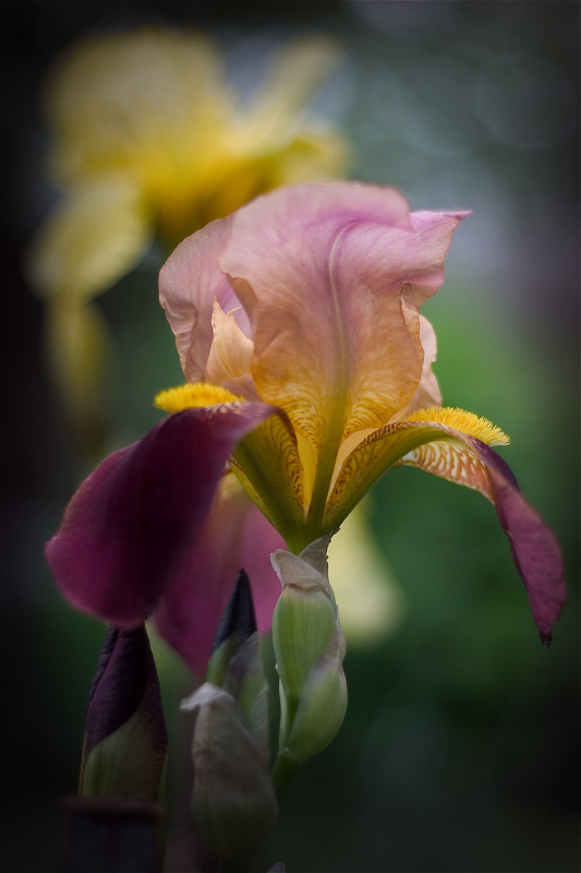 Iris цветок flower ирис