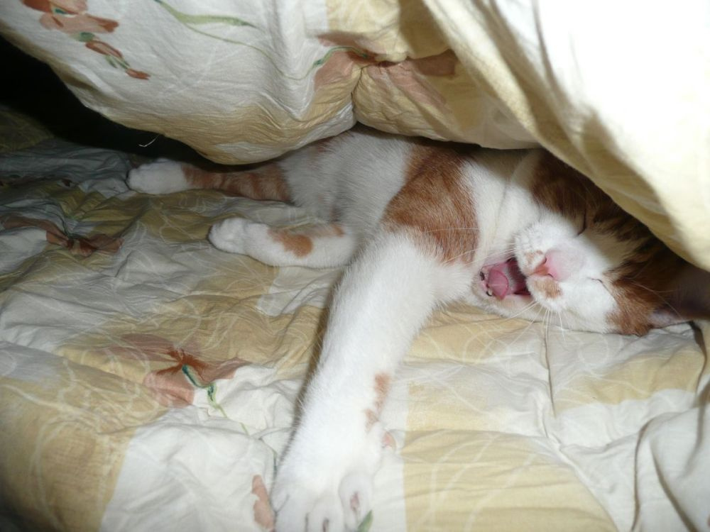 котик змерз кот, кровать, одеяло