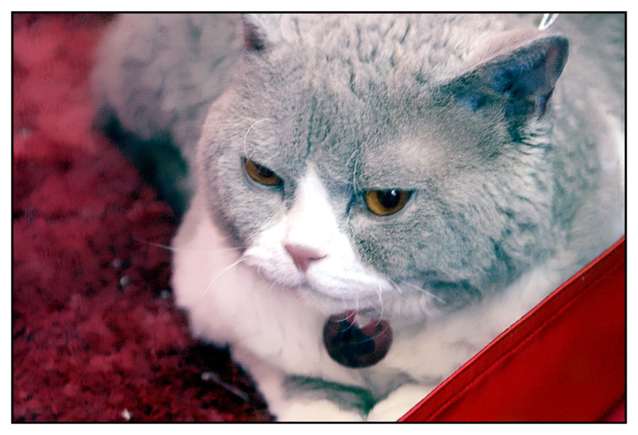 -***- выставка, кот, кошка