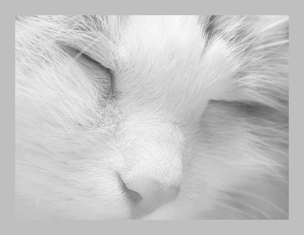 Спящая красавица кошка