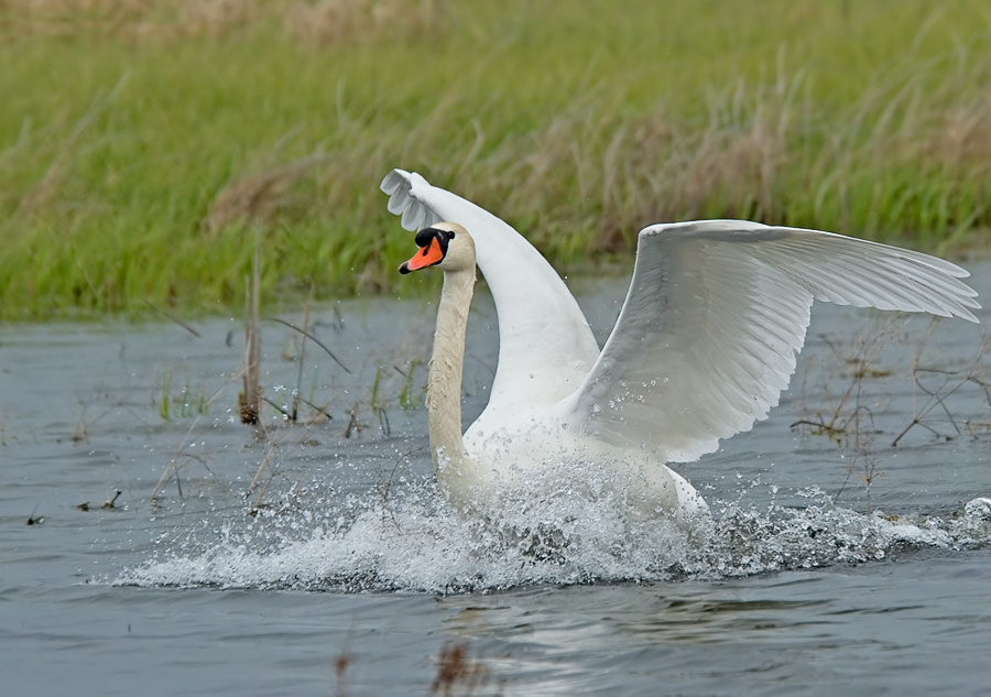 Лебедь заволжский Лебедь-шипун, Mute Swan, Cygnus olor, Сафари-Дергачи