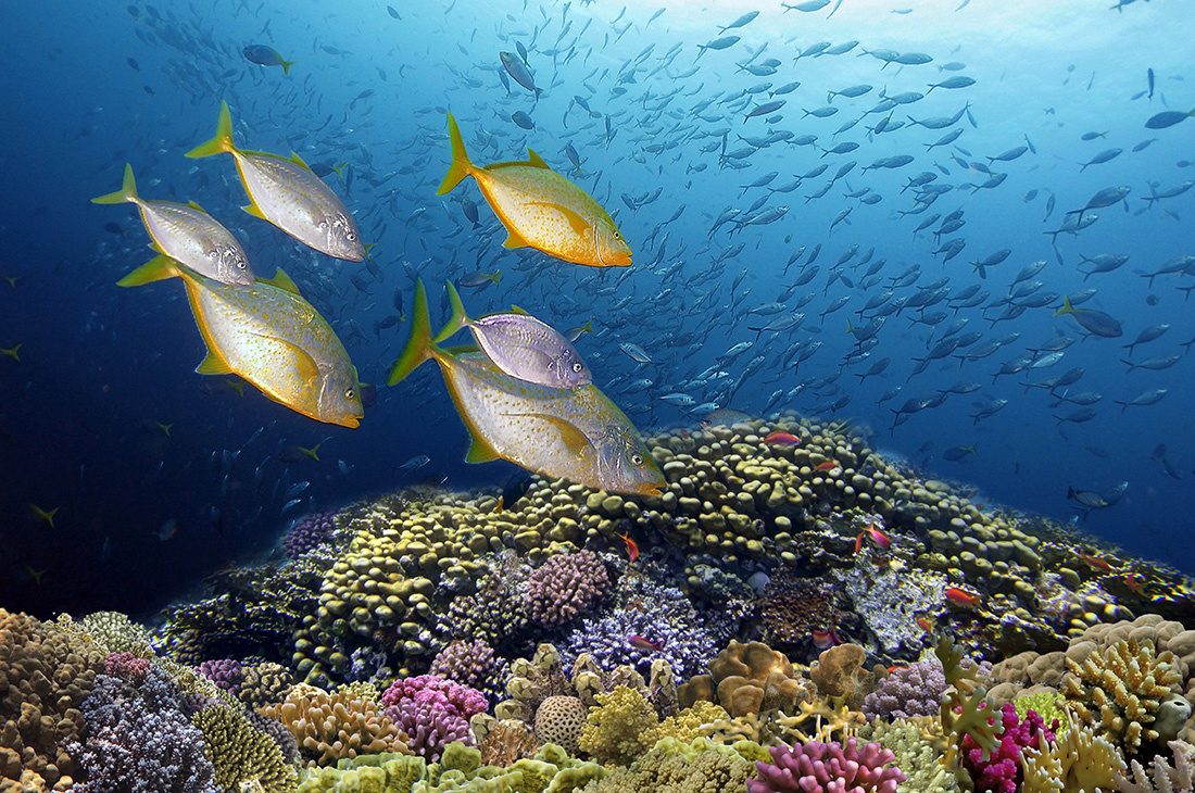 Hard corals of the Red Sea hard corals Red Sea Egypt Sharm El Sheikh