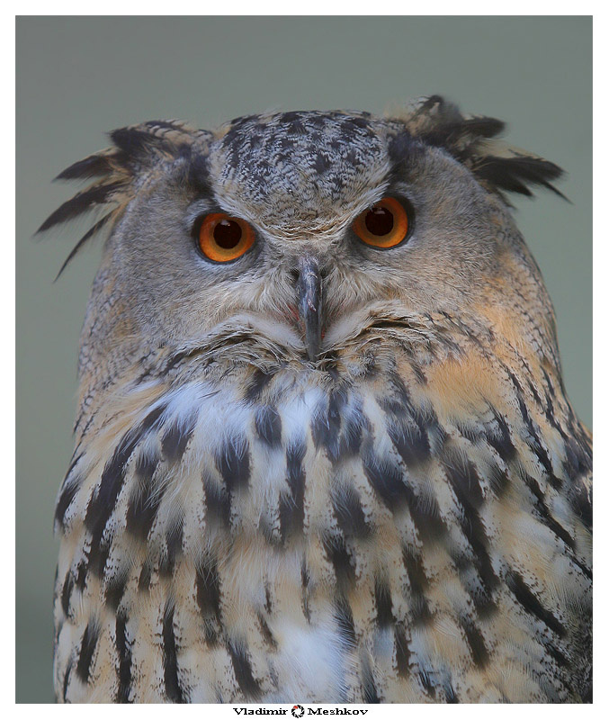 Eagle Owl /Portrait/... 