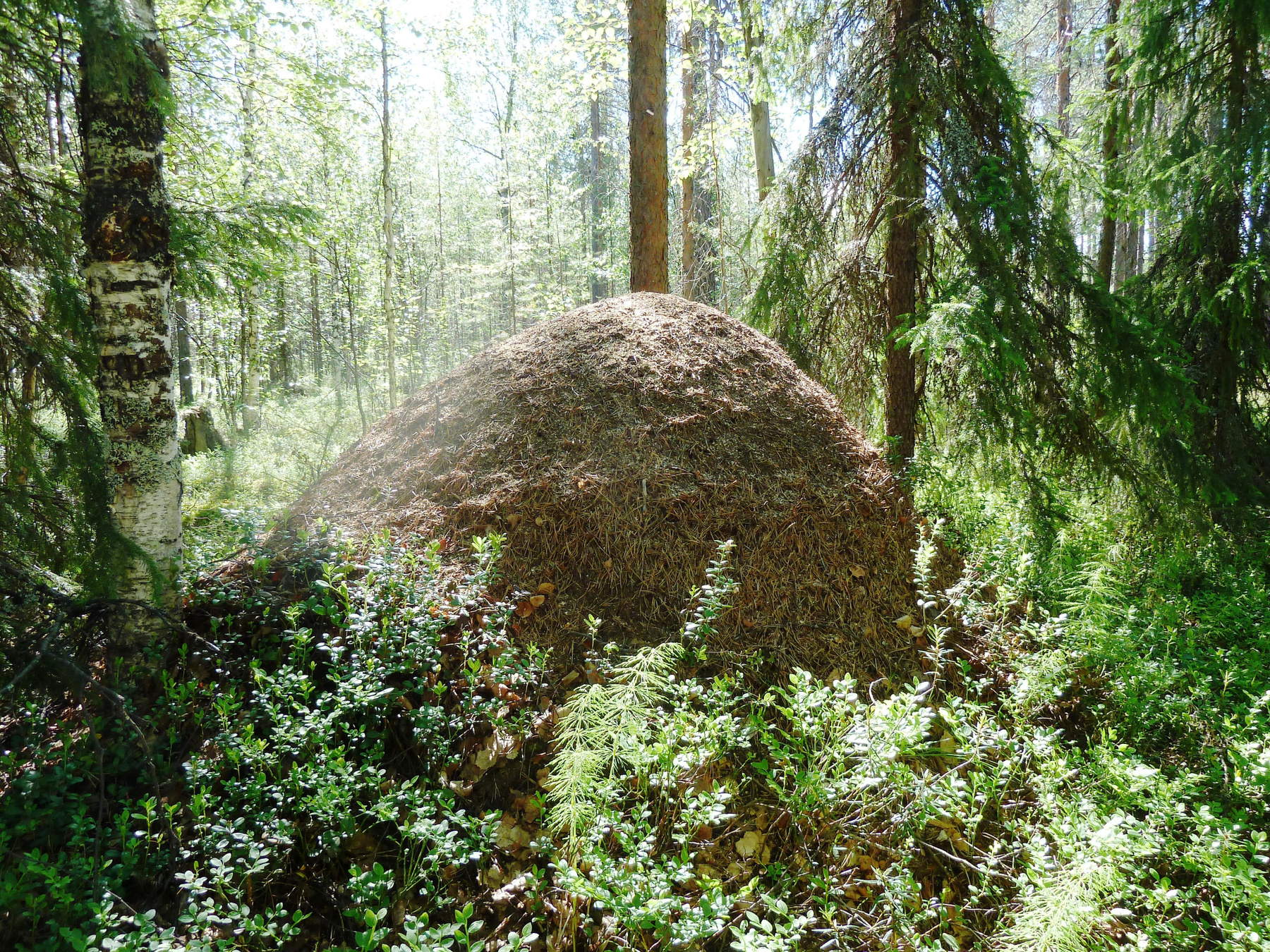 ***Муравейник в лесу. МУРАВЕЙНИК В ЛЕСУ.