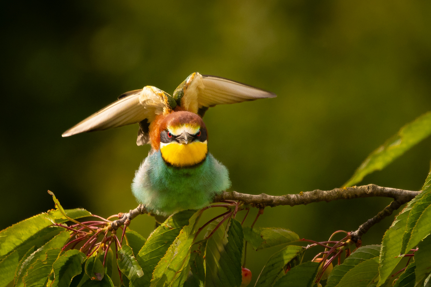Bee-eater 